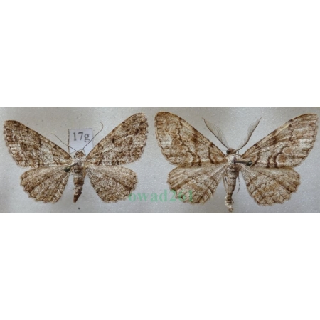 Peribatodes secundaria (Denis & Schiffermüller, 1775) pair Przylepek następnik Czech17g